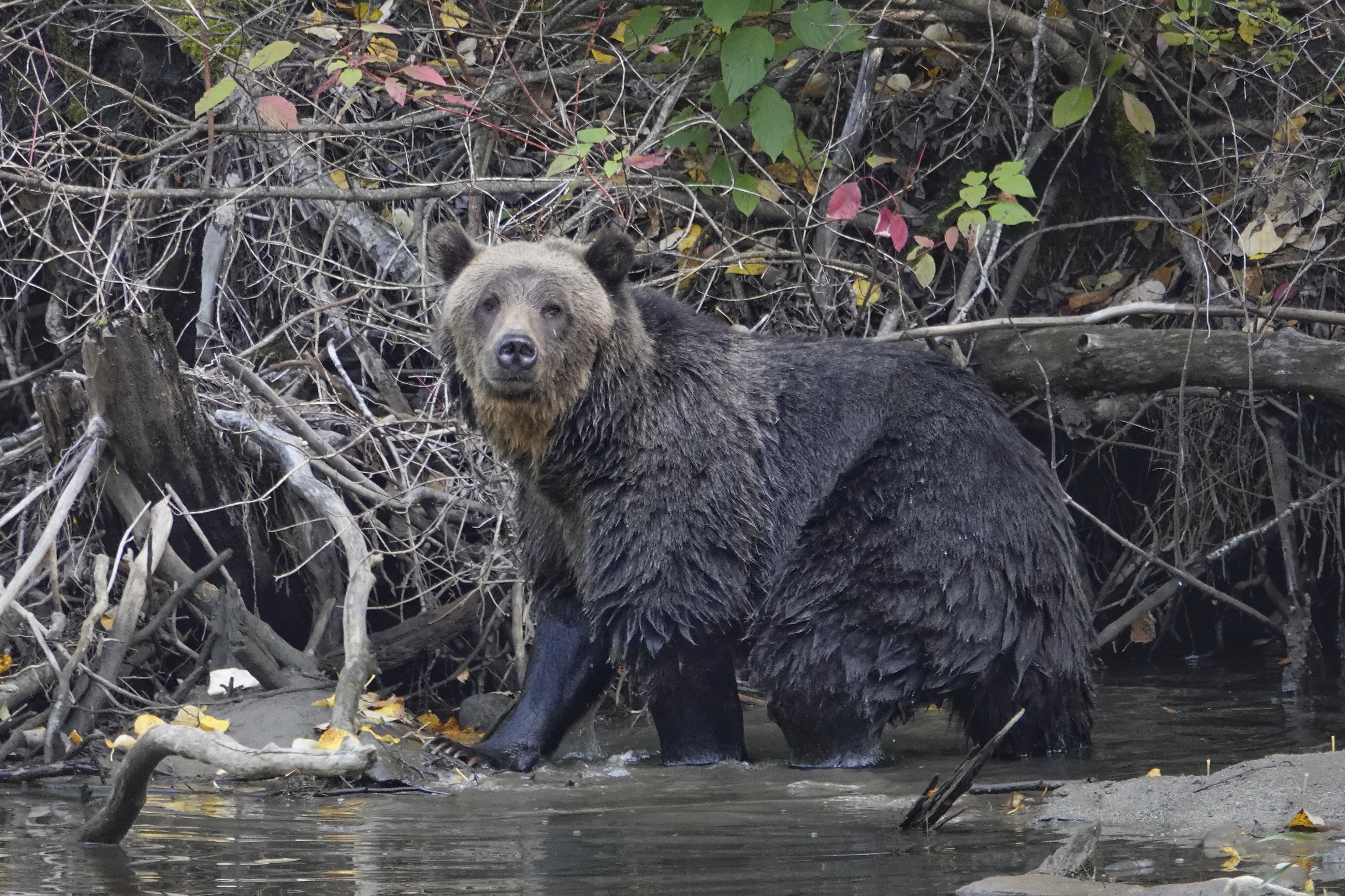 Grizzly au bord de la rivière à Bella Coola